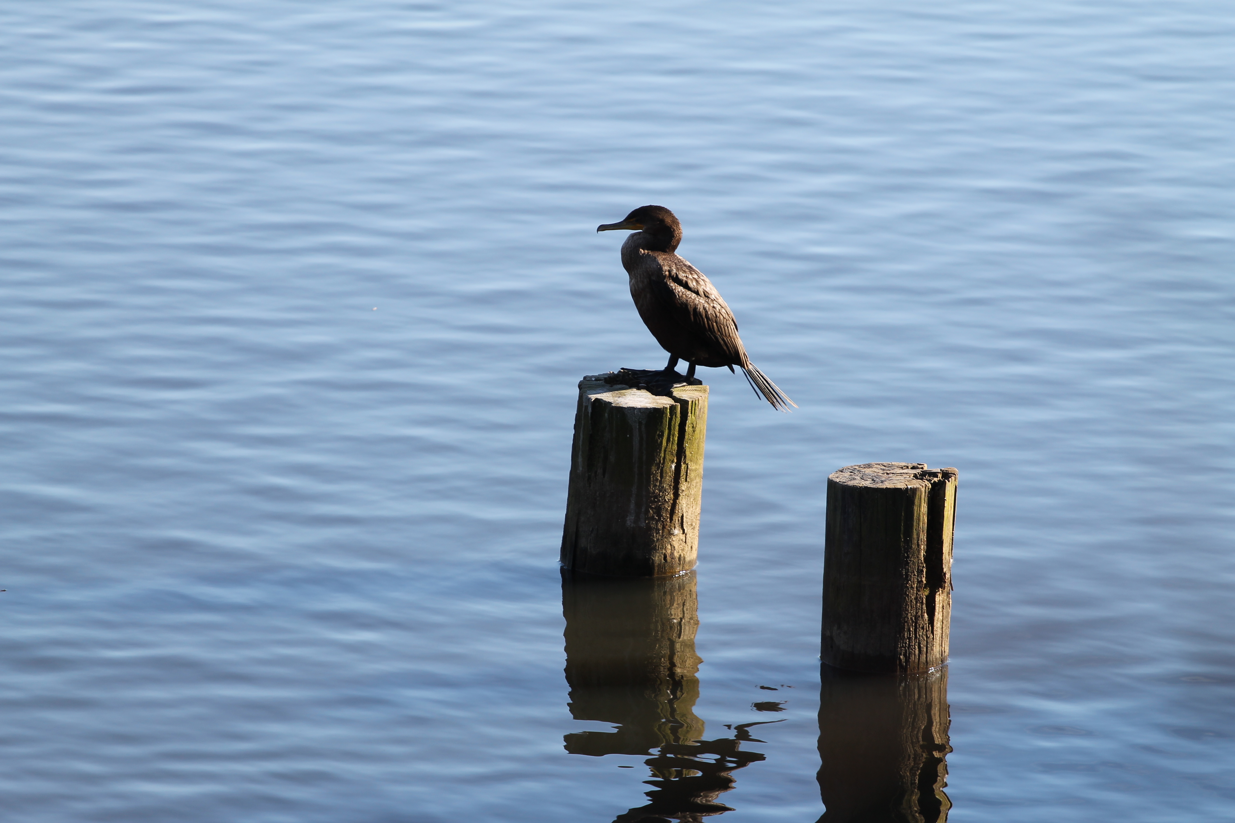 cormorant