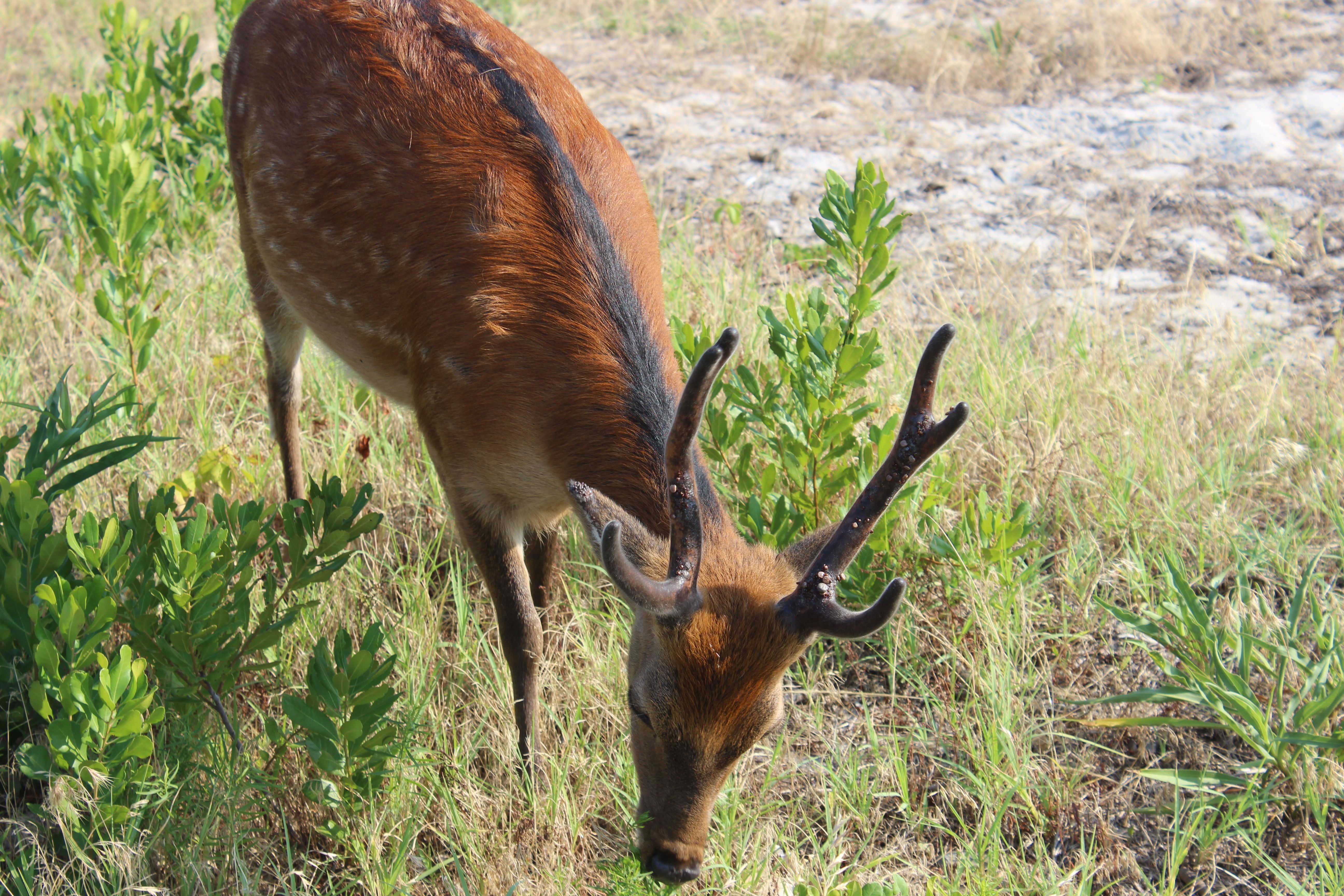 sitka deer - assateague