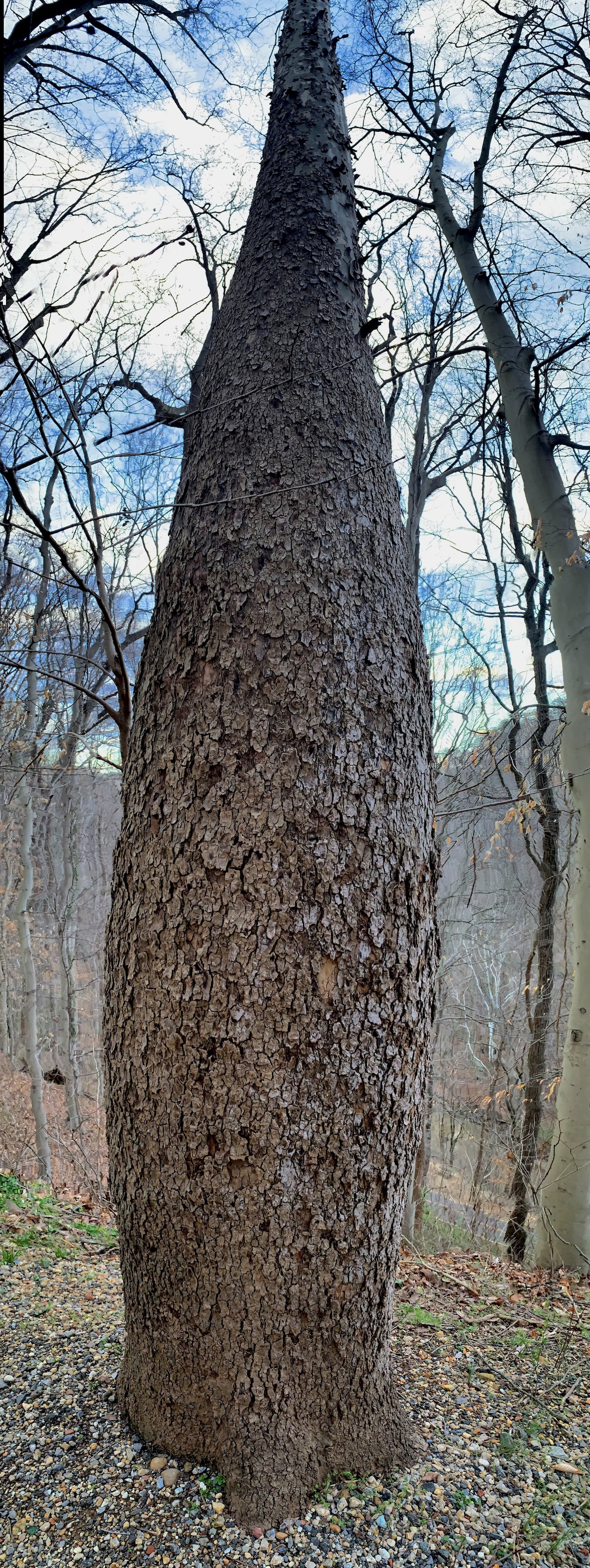 bark