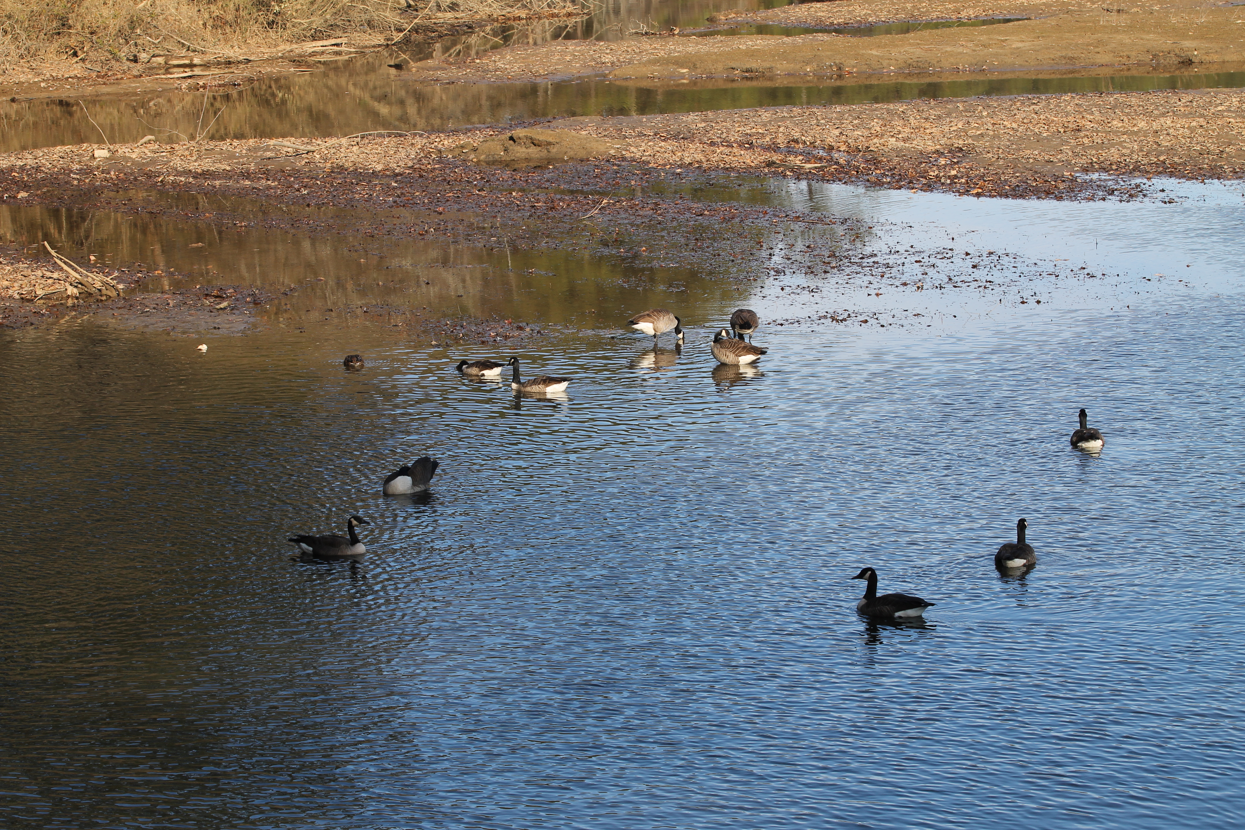 waterfowl